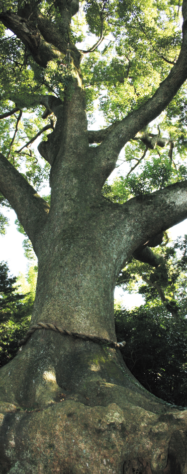 力強く根を張る大クス。推定樹齢は約500年といわれています。/