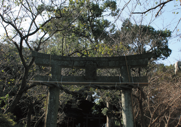境内の外から見ても鳥居の向こうに、雄々しい大クスの姿が。/