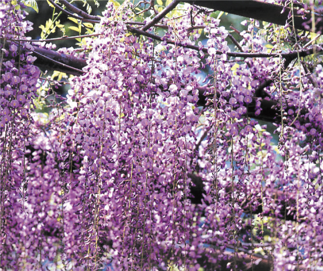花色は、紫、白、ピンク。市指定文化財　天然記念物（昭和50年8月28日指定）。/