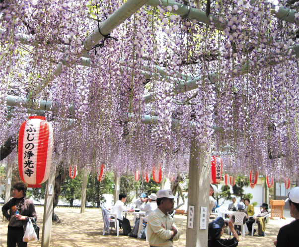 浄光寺藤まつり。境内は市内外からの花見客でにぎわいます。見頃：4月下旬〜5月上旬。/