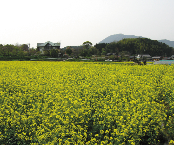 「正助ふるさと村｣は、江戸時代にこの地区に住んでいた孝行息子の「武丸の正助さん」にちなんだもの。園内には正助さんゆかりの品を展示する資料館もあります。見頃：菜の花/3〜4月、チューリップ/４月、サクラ/4月、フジ/5月、ツツジ/5月、ヒマワリ/7月〜8月、サルビア/8月〜１２月、コスモス/10〜11月中旬、ハボタン/12月〜2月。/