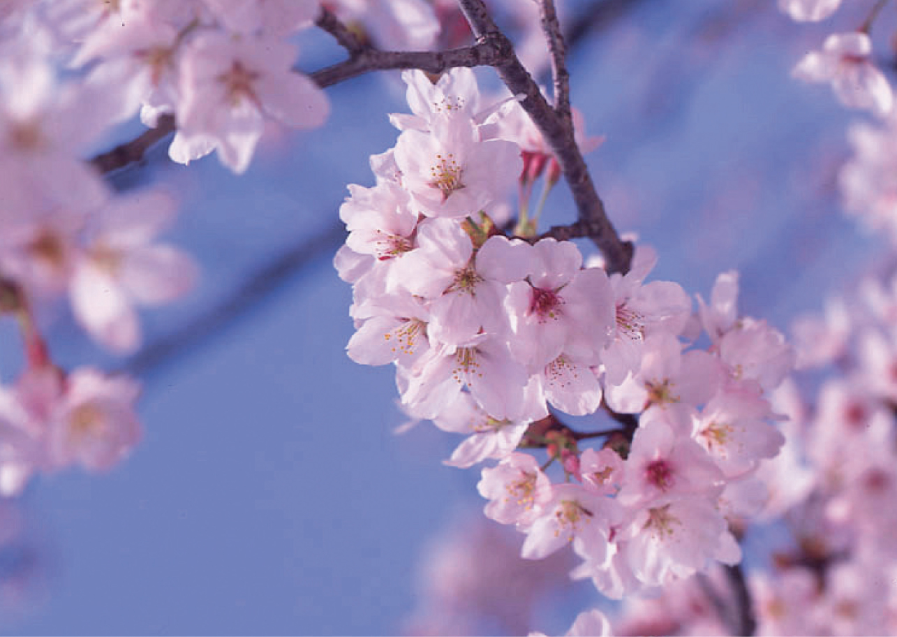 サクラの花が咲き誇る春はひときわ華やか。/