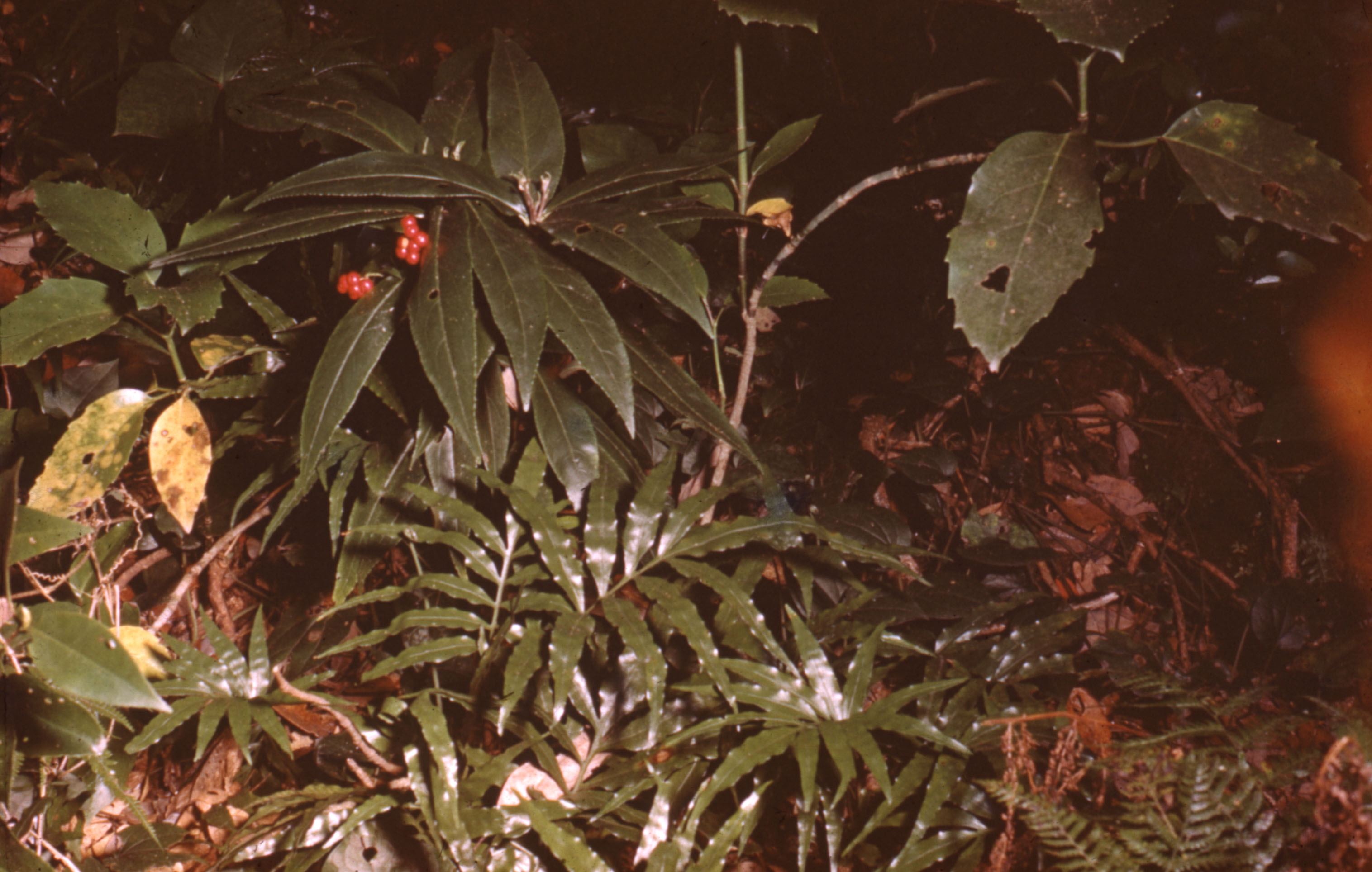 沖之島　植物/