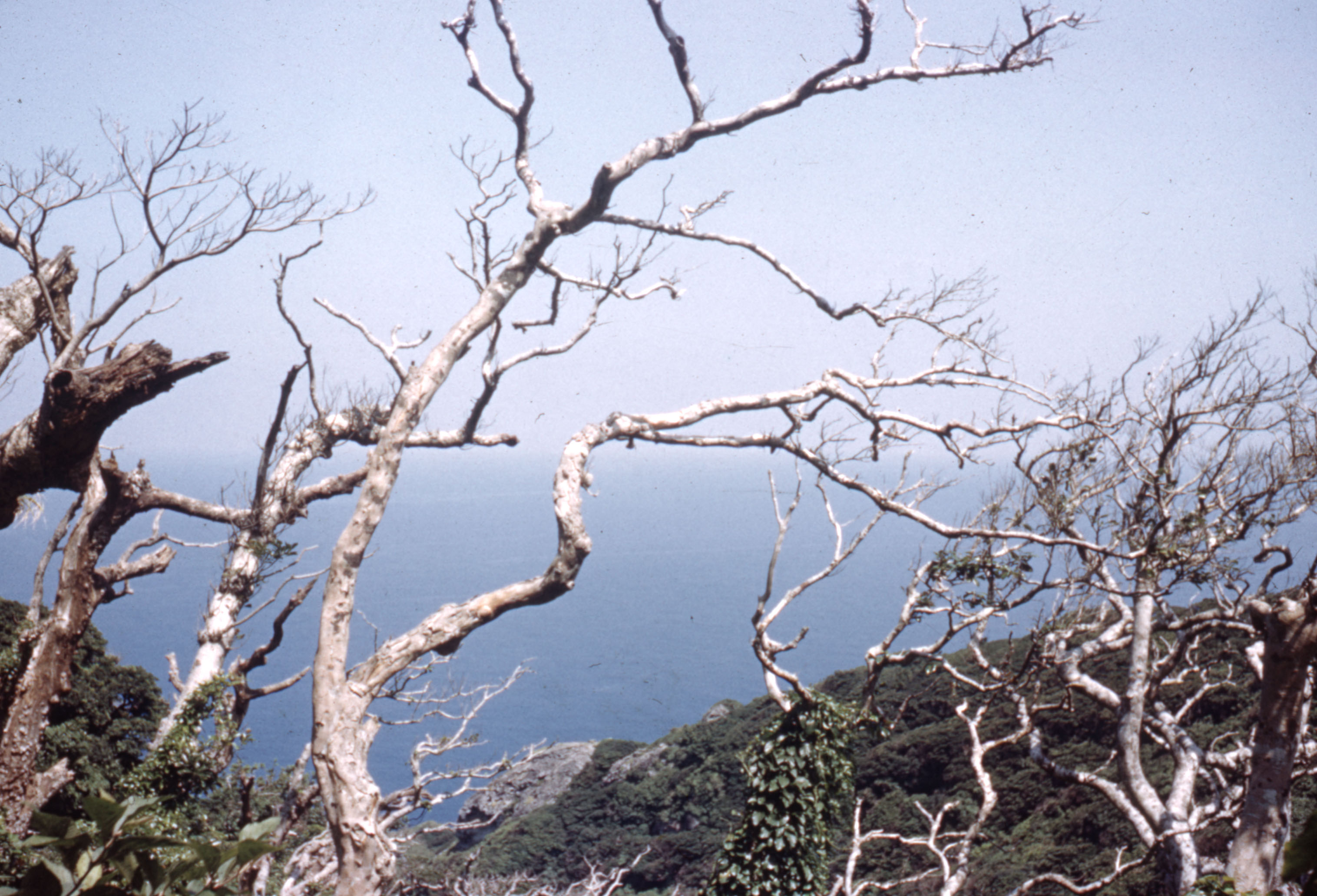 沖ノ島　植物/